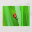 Search for ladybirds postcards Red