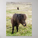 Search for shetland islands posters Domesticated