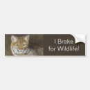 Search for wild animal bumper stickers Feline