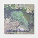 Search for anemones magnets Sea