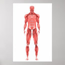 Search for muscular anatomy posters Digitally generated image