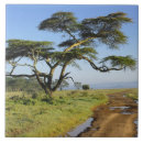 Search for acacia tiles Landscape