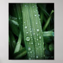 Search for raindrops posters Leaf