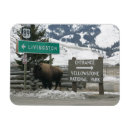 Search for bison magnets Yellowstone national park