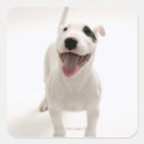 Search for bull head stickers Animal