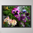 Search for pansies posters Viola
