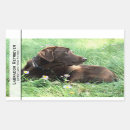 Search for brown lab stickers Labrador