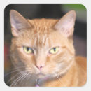 Search for orange tiger cat stickers Pet