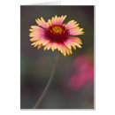 Search for desert flora cards Flowers