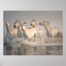 Search for sheila posters Danita delimont