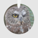 Search for whet Bird