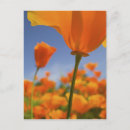 Search for for terry postcards Poppy