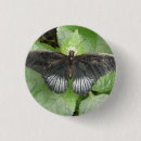 Search for tropical butterflies badges Wildlife