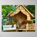 Search for squirrel posters Wildlife photography