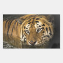 Search for eye of the tiger stickers Jungle