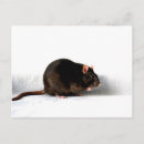 Search for black brown postcards Pet