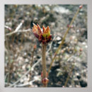 Search for in early spring posters Winter