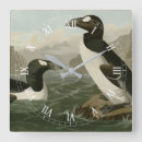 Search for auk Illustration