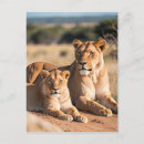 Search for lioness postcards Photography