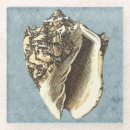 Search for conch coasters Seashell