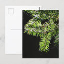 Search for fir tree postcards Green