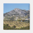 Search for olive grove Rural
