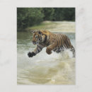 Search for in charge postcards Nature