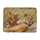 Search for lion magnets Safari
