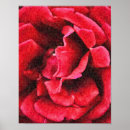 Search for deep red art Rose