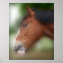 Search for shire horse posters Animal
