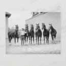 Search for equestrians postcards Antique