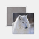 Search for wolf lovers magnets Wildlife