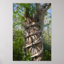 Search for swamps posters Florida