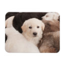 Search for piles magnets Dog