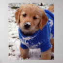 Search for goldens posters Puppy