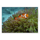 Search for coral reef life postcards South pacific