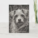 Search for shaggy dog cards Dogs