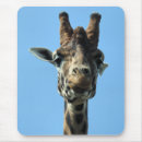 Search for cute giraffes electronics Fun