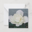 Search for peace rose postcards Nature