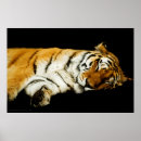 Search for orange and black stripes posters Big cat