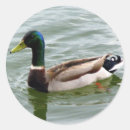 Search for mallard stickers Nature