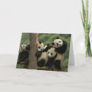 Search for giant sympathy cards Ailuropodidae
