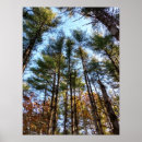 Search for pine trees posters Autumn