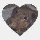 Search for long haired stickers Dachshund
