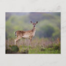 Search for white tailed deer North america