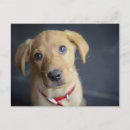 Search for labrador photography Domestic
