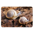 Search for snail photography Animals