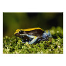 Search for david northcott posters Frog