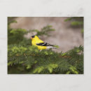 Search for american goldfinch postcards Wildlife
