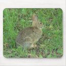 Search for rabbit lover electronics Nature